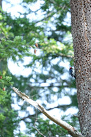 2025.12.16 Woodpecker, Salamander