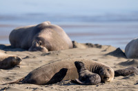 Elephant Seal Cub, Drakes Beach
