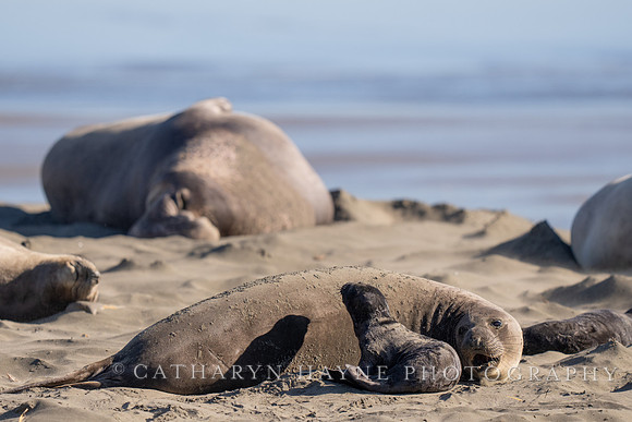 Elephant Seal Cub, Drakes Beach
