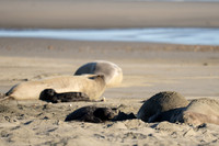 Point Reyes