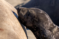 Elephant Seal Cub Nursing, Drakes Beach