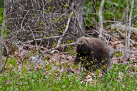 Porcupine
