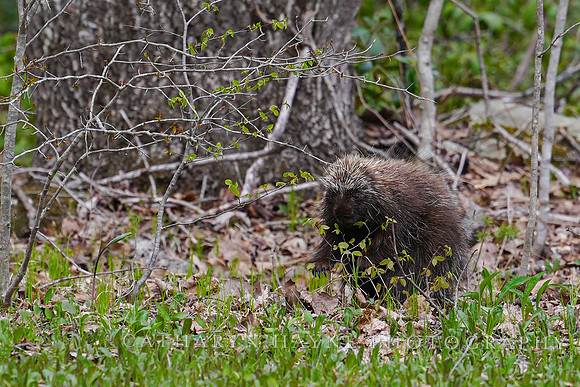 Porcupine