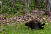Porcupine