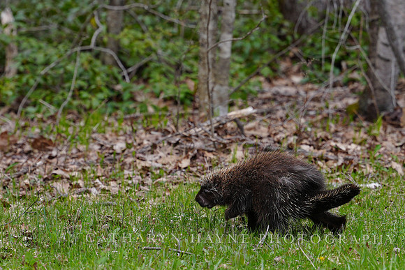 Porcupine