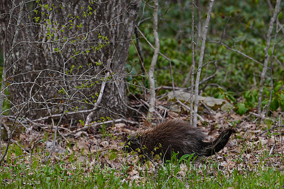 Porcupine
