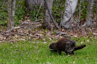 2026.04.29 Porcupine