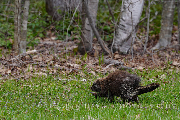 Porcupine