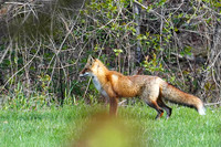 The Berkshires- Red Fox