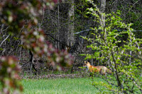 The Berkshires- Red Fox