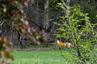 The Berkshires- Red Fox