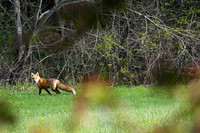 The Berkshires- Red Fox