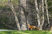 The Berkshires- Red Fox