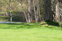 The Berkshires- Red Fox