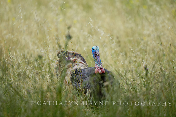 Turkey