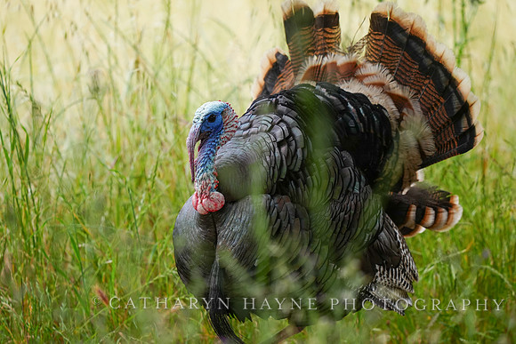 Turkey