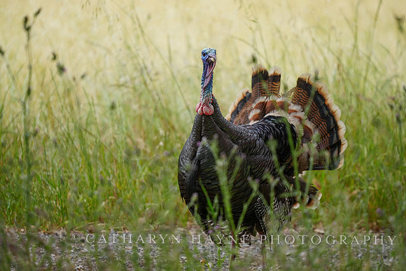 Turkey