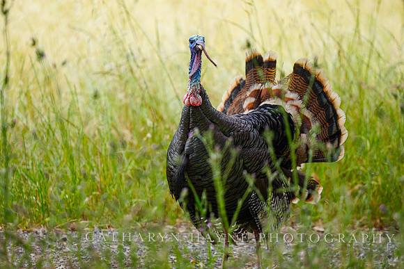 Turkey