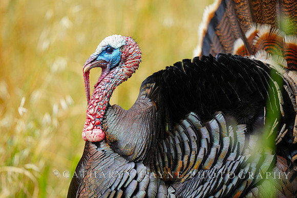 Turkey