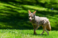 Coyote