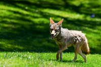 Coyote
