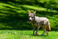 Coyote