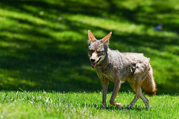 Coyote