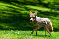 Coyote
