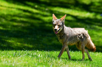Coyote