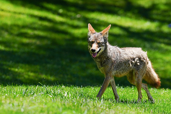 Coyote