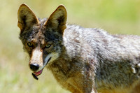 Coyote