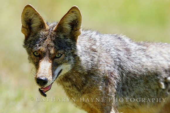 Coyote