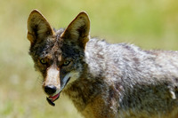 Coyote