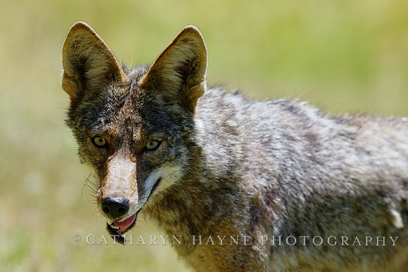 Coyote