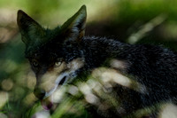 Coyote