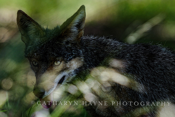 Coyote