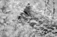 Coyote