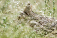 Coyote