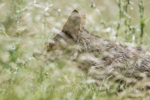 Coyote