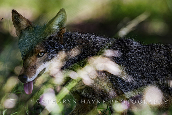 Coyote