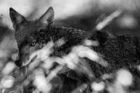 Coyote