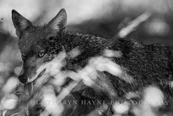 Coyote
