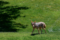 Coyote