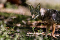 Coyote