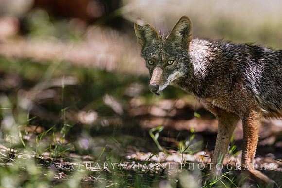 Coyote