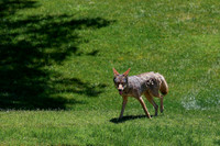 Coyote