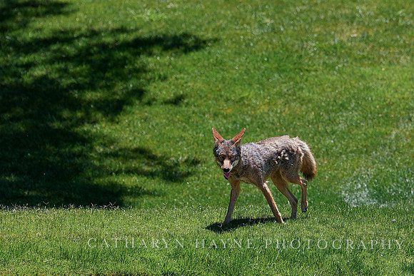 Coyote