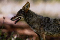 Coyote