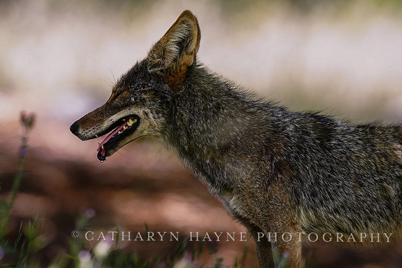 Coyote