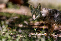Coyote